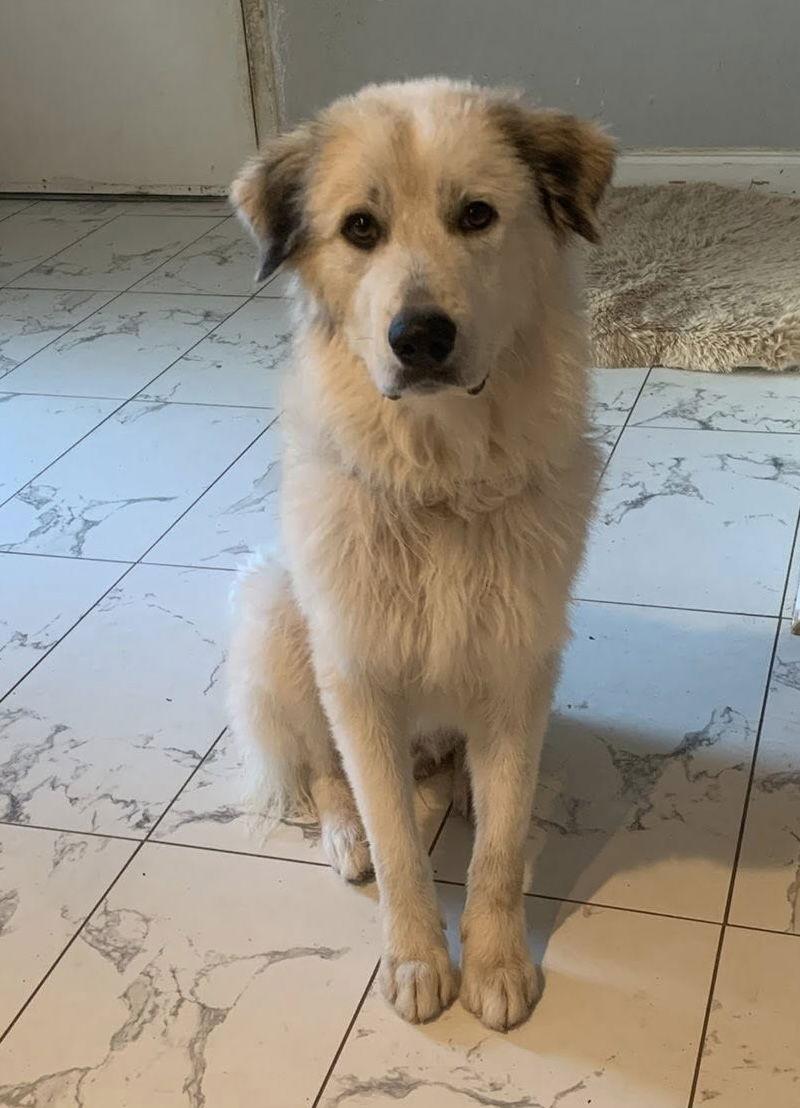 Jojo, Adoptable, Young Male Great Pyrenees.