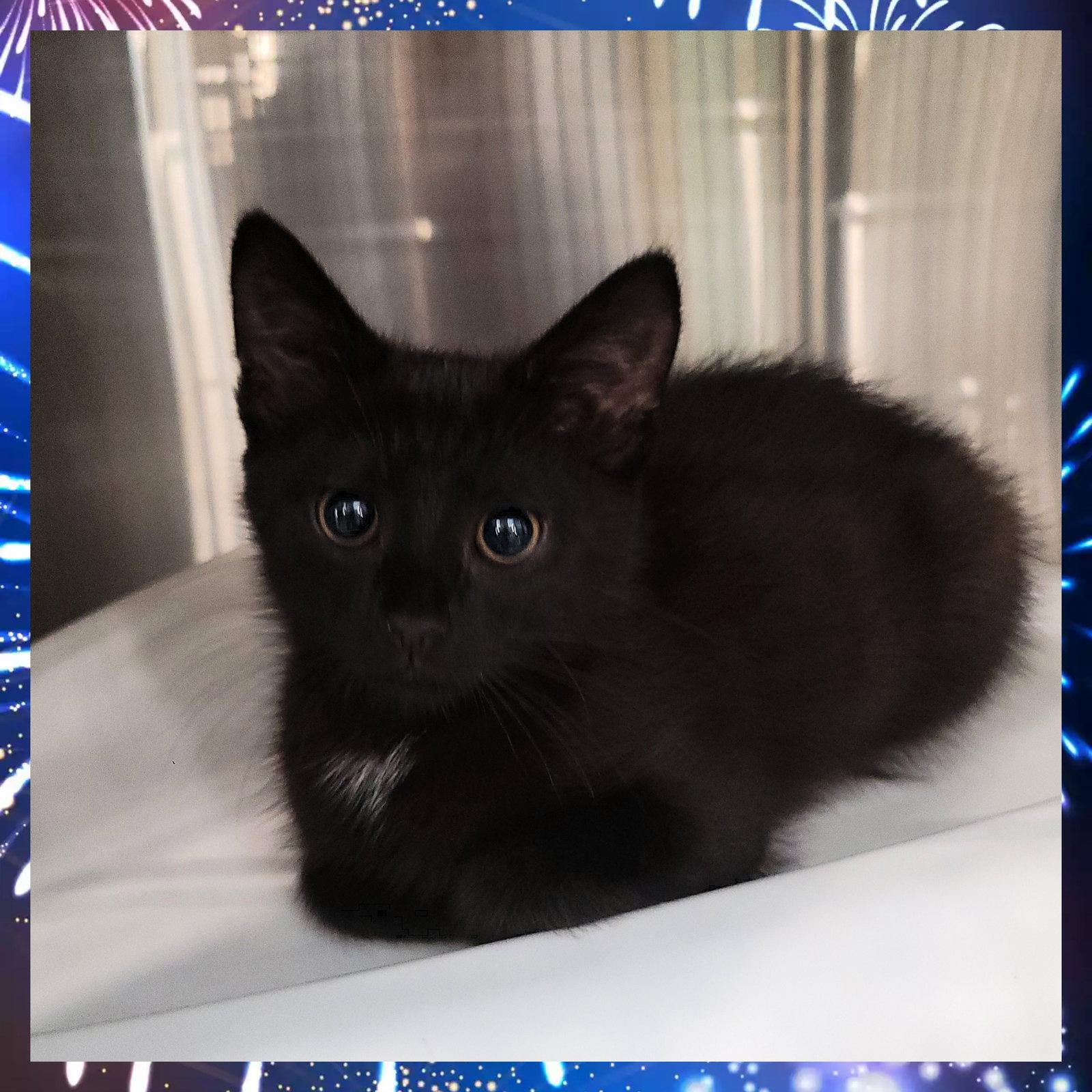 Enlarge Squeakers, a Adoptable Domestic Short Hair in Akron, OH image 1/3
