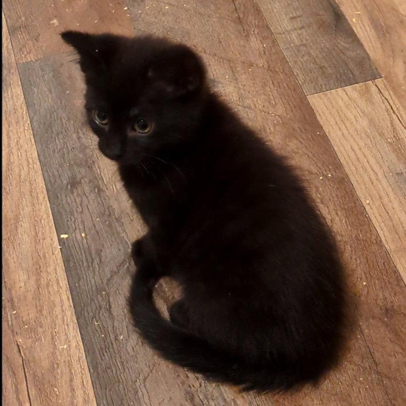 Squeakers, Adoptable, Kitten Male Domestic Short Hair.