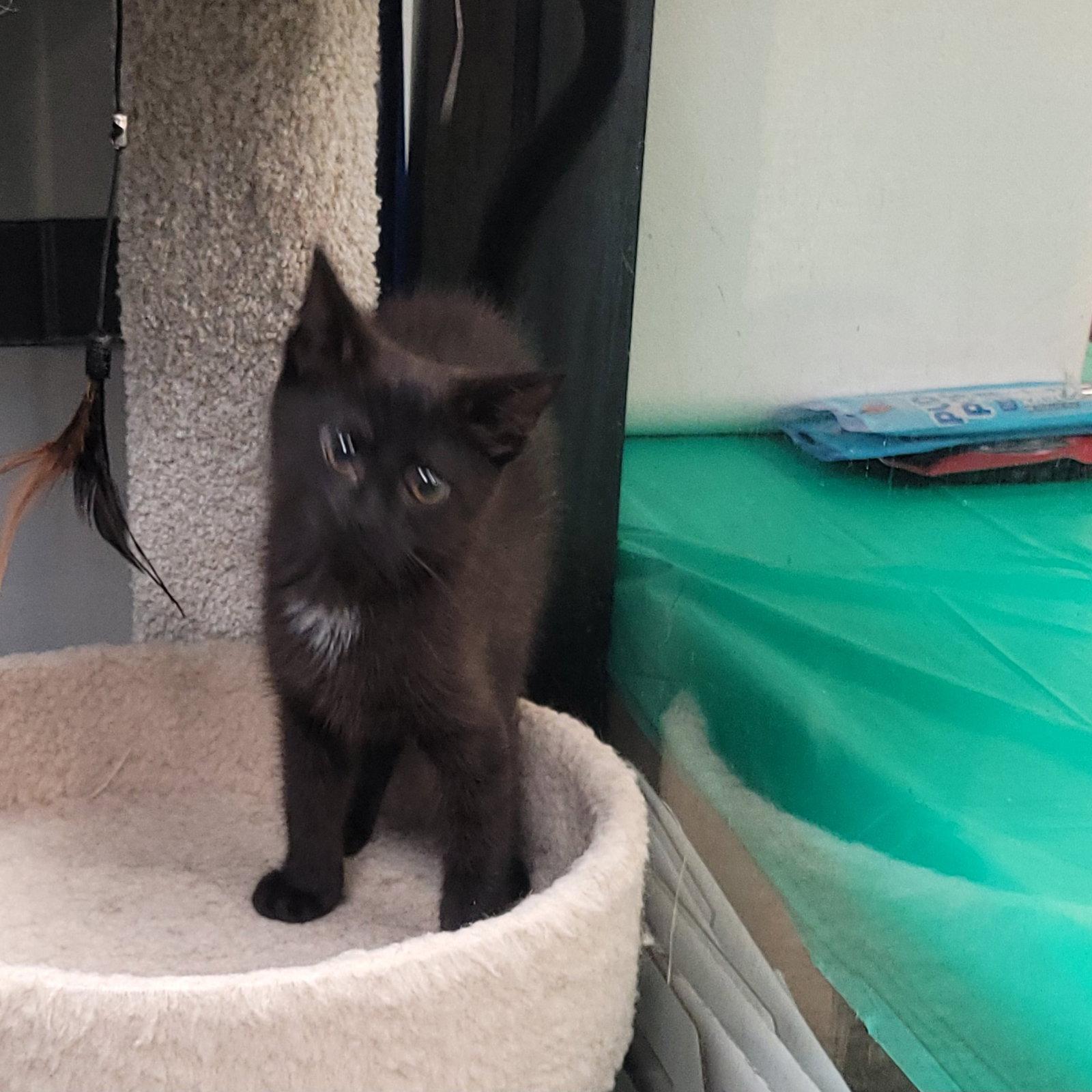 Enlarge Squeakers, a Adoptable Domestic Short Hair in Akron, OH image 3/3