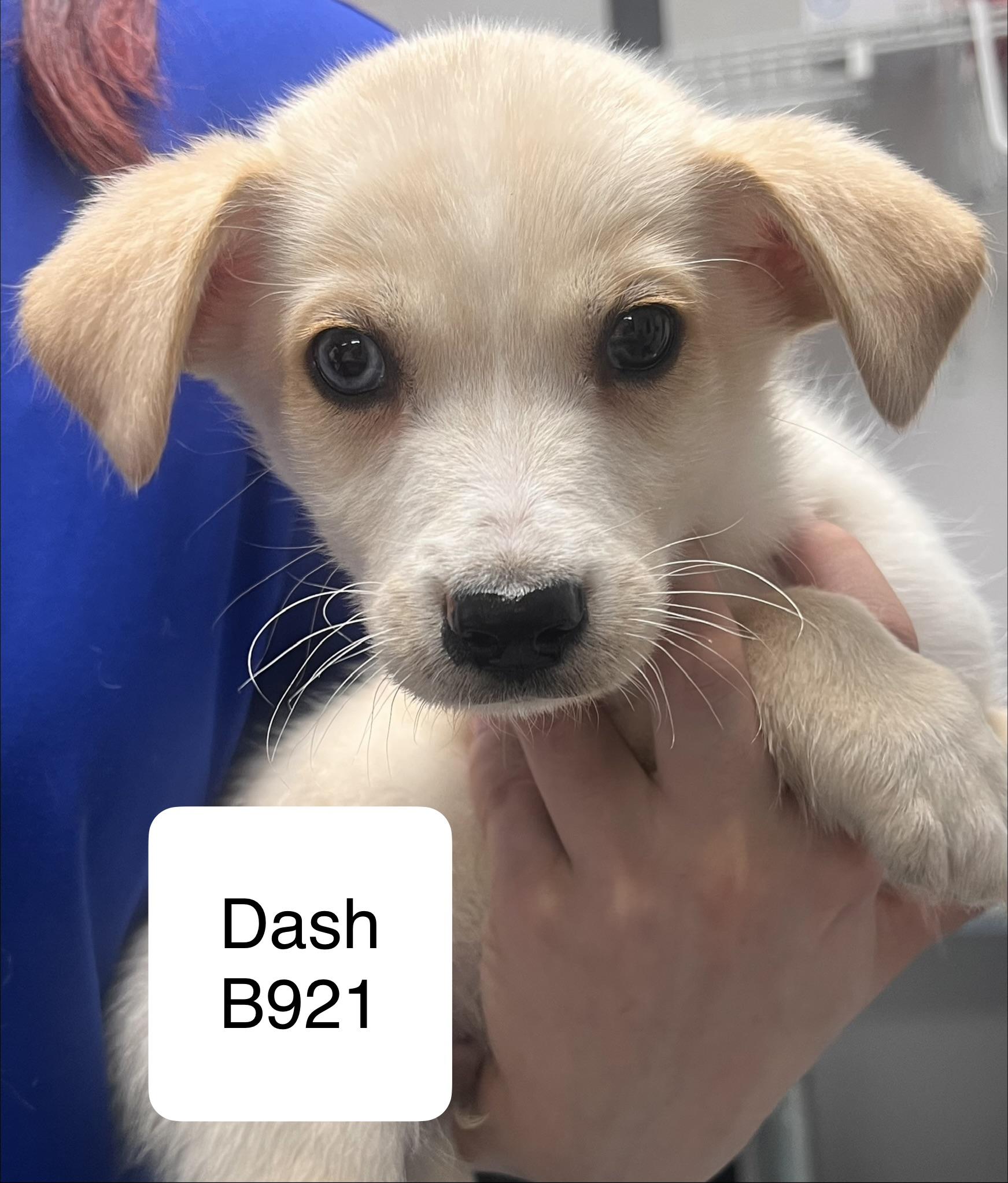Dash, ADOPTABLE, Puppy Male Husky.