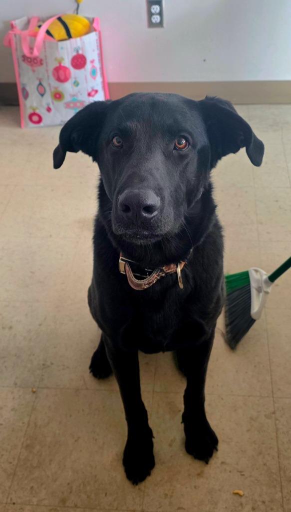 Flynn, Adoptable, Young Male Labrador Retriever & German Shepherd Dog.