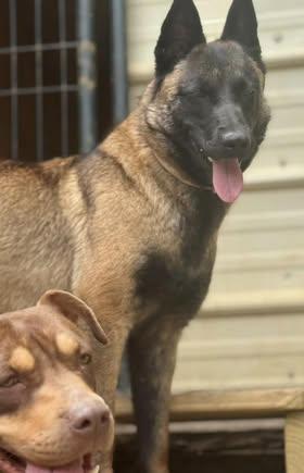 Meredith, a Adoptable Belgian Shepherd / Malinois in Monroeville , PA image 2/6