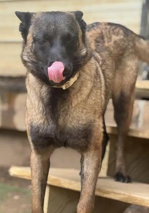 Meredith, a Adoptable Belgian Shepherd / Malinois in Monroeville , PA image 3/6