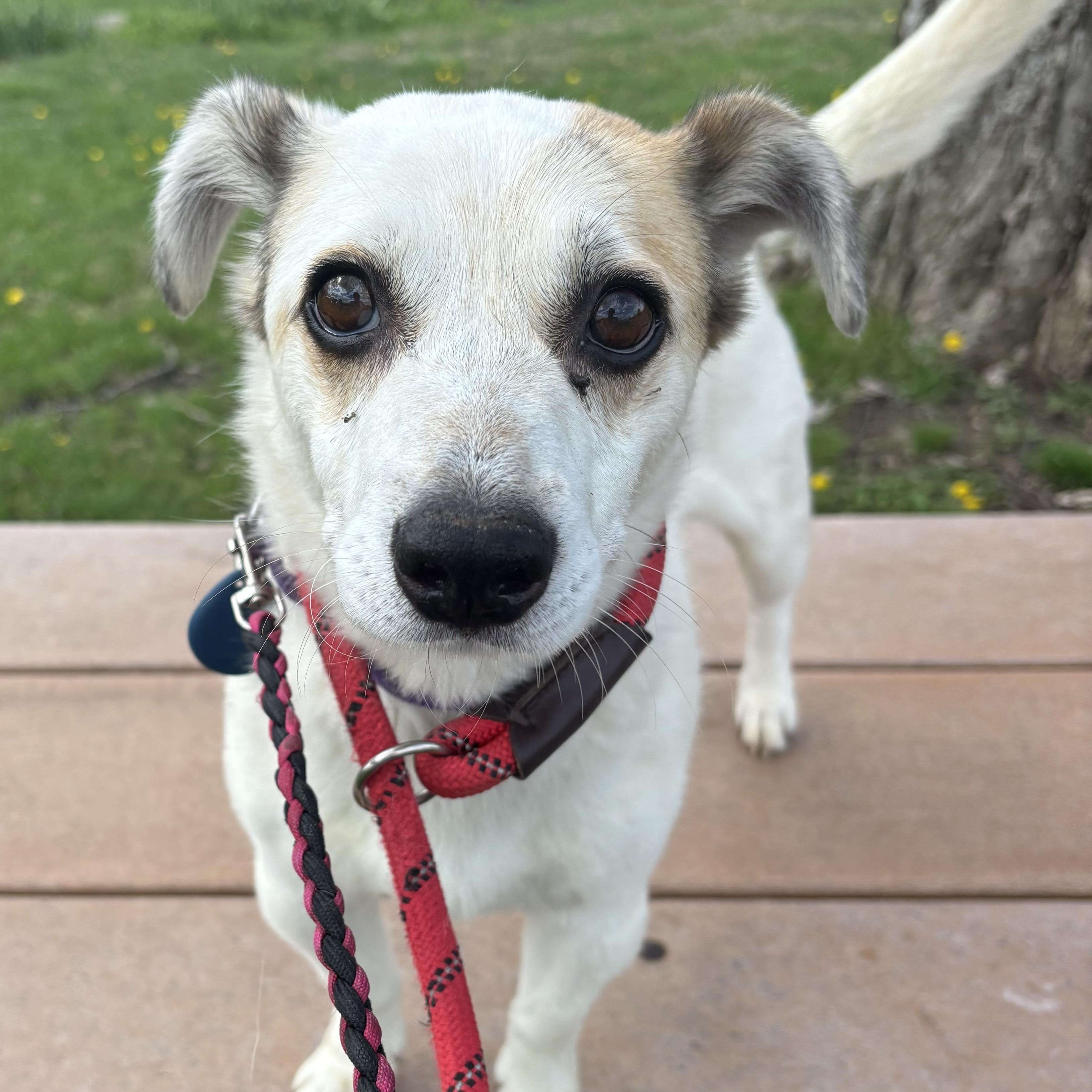 Barry White, ADOPTABLE, Adult Male Jack Russell Terrier.