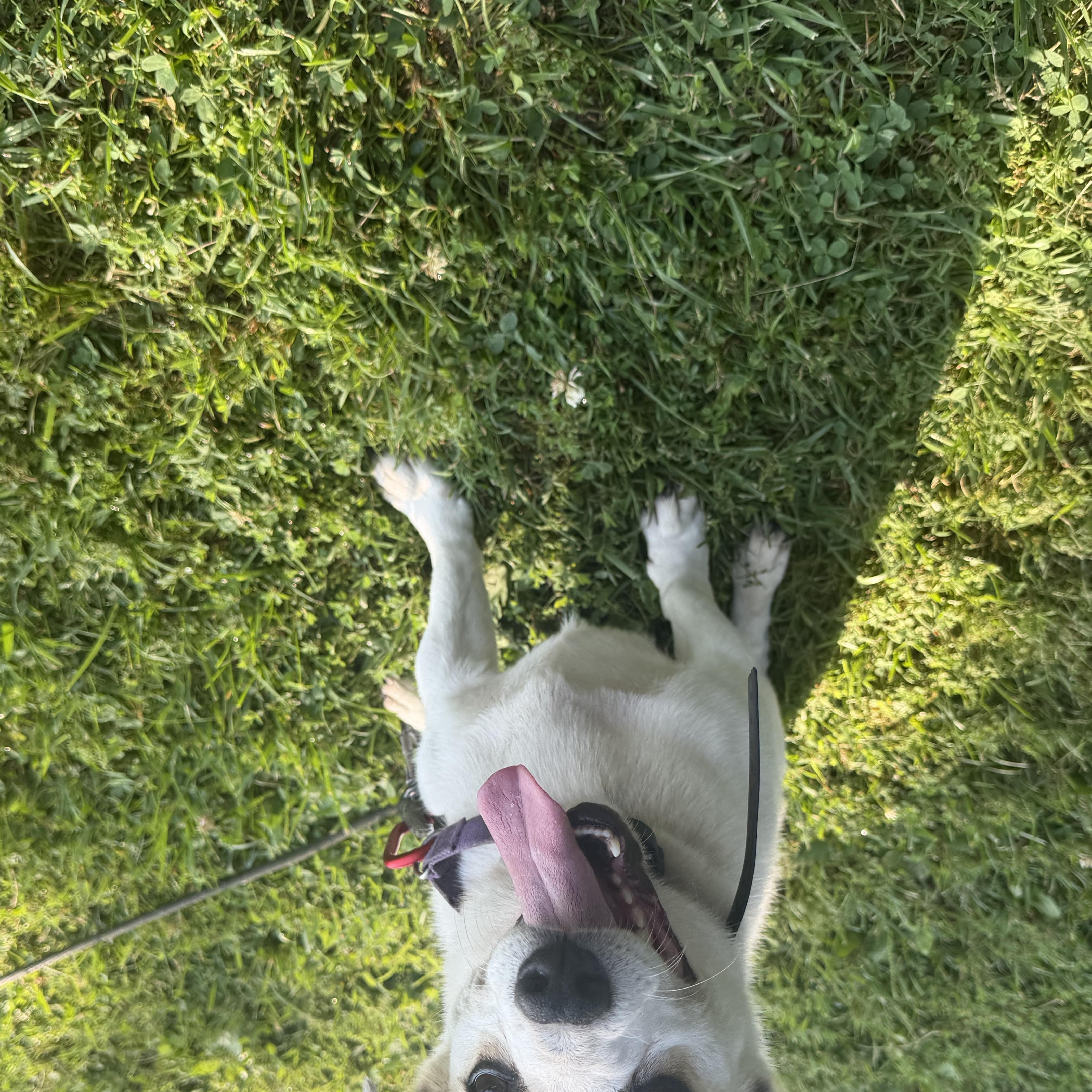 Enlarge Barry White, a ADOPTABLE Jack Russell Terrier in Milford, OH image 3/5