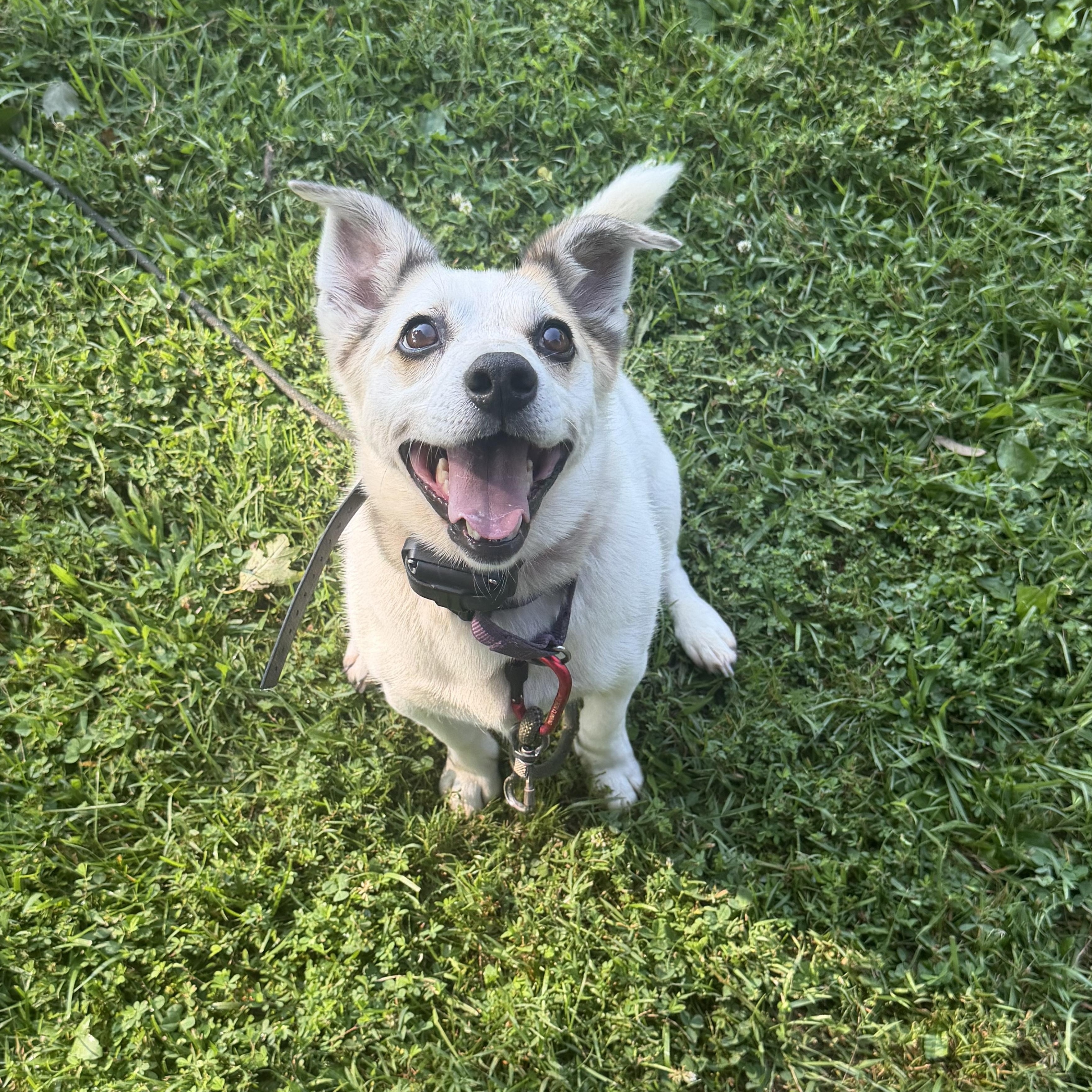 Enlarge Barry White, a ADOPTABLE Jack Russell Terrier in Milford, OH image 4/5