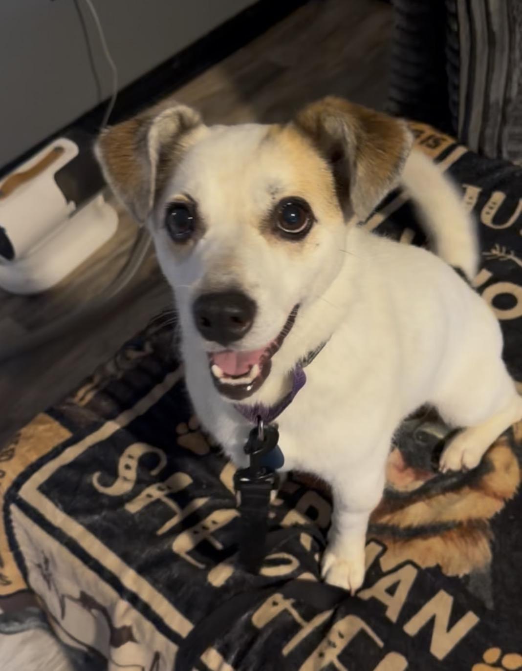 Enlarge Barry White, a ADOPTABLE Jack Russell Terrier in Milford, OH image 2/2