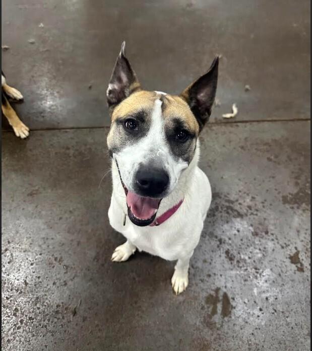 Enlarge Jayde, a Adoptable mixed breed in Evansville, IN image 1/6