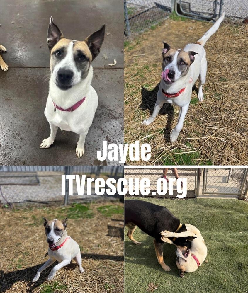 Jayde, a Adoptable mixed breed in Evansville, IN image 2/6