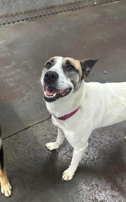 Enlarge Jayde, a Adoptable mixed breed in Evansville, IN image 2/6