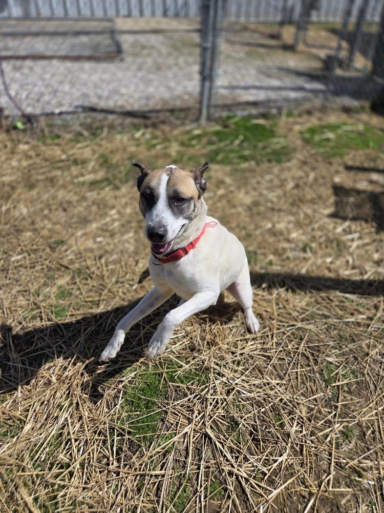 Enlarge Jayde, a Adoptable mixed breed in Evansville, IN image 1/4