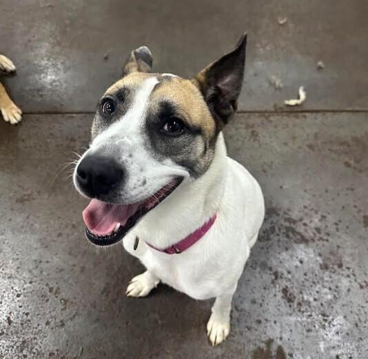 Enlarge Jayde, a Adoptable mixed breed in Evansville, IN image 4/6