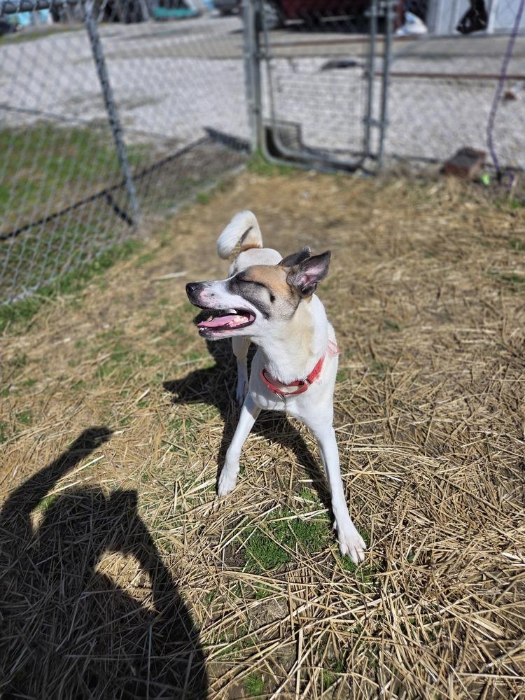 Enlarge Jayde, a Adoptable mixed breed in Evansville, IN image 2/4