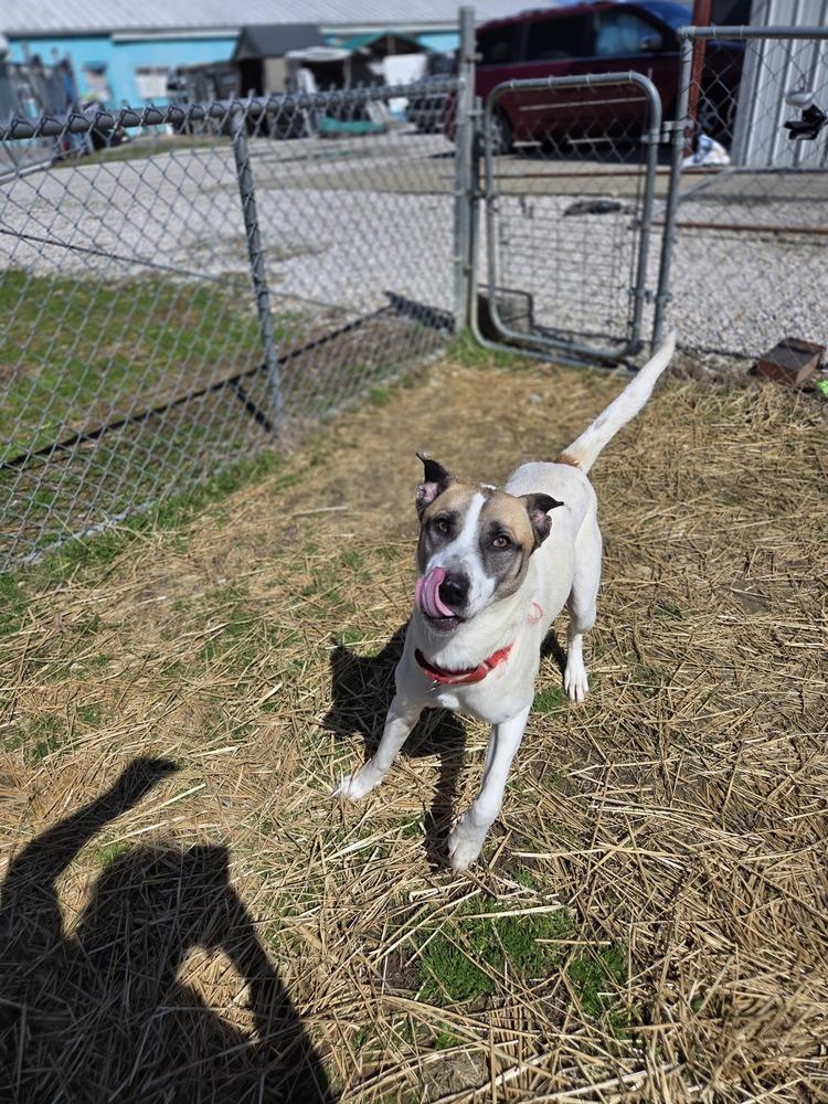 Enlarge Jayde, a Adoptable mixed breed in Evansville, IN image 3/4