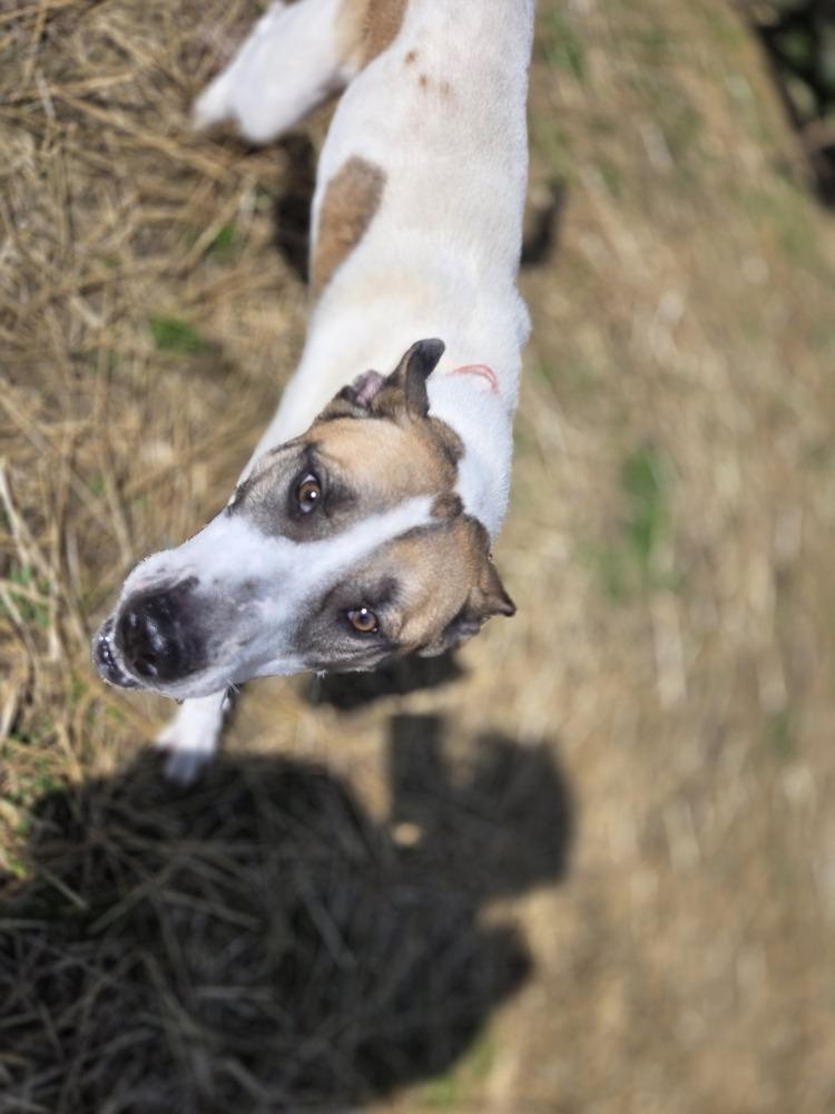 Enlarge Jayde, a Adoptable mixed breed in Evansville, IN image 4/4