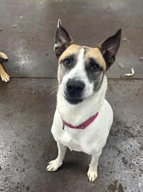 Enlarge Jayde, a Adoptable mixed breed in Evansville, IN image 6/6