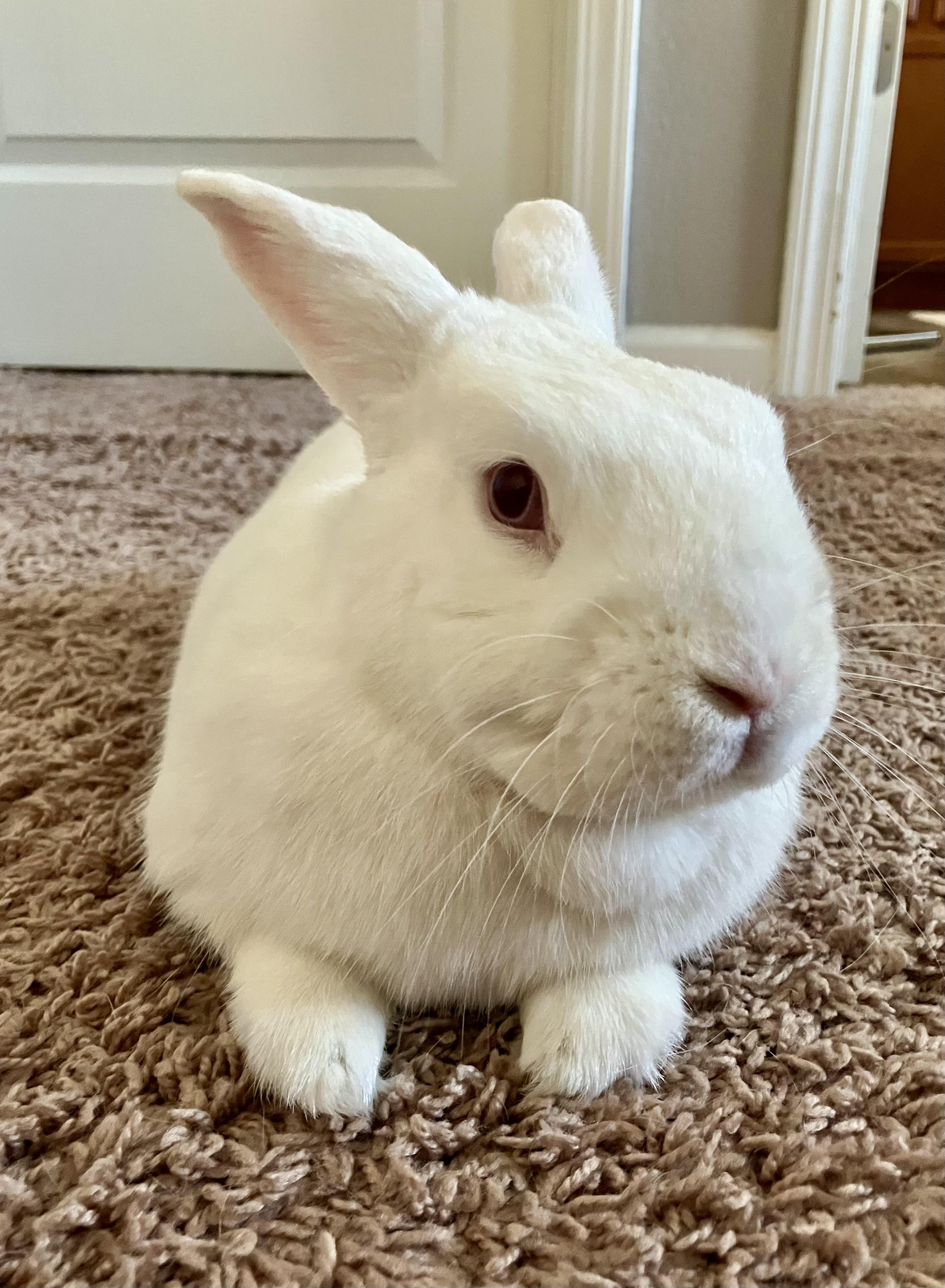 Enlarge Wilber, a Adoptable Bunny Rabbit in San Jose, CA image 1/2