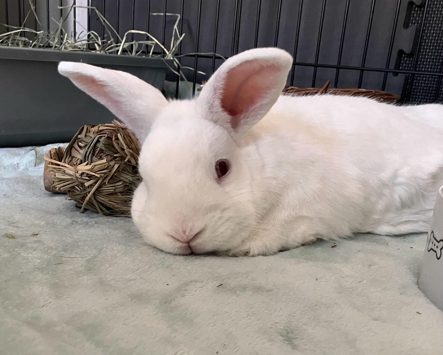 Enlarge Wilber, a Adoptable Bunny Rabbit in San Jose, CA image 2/2