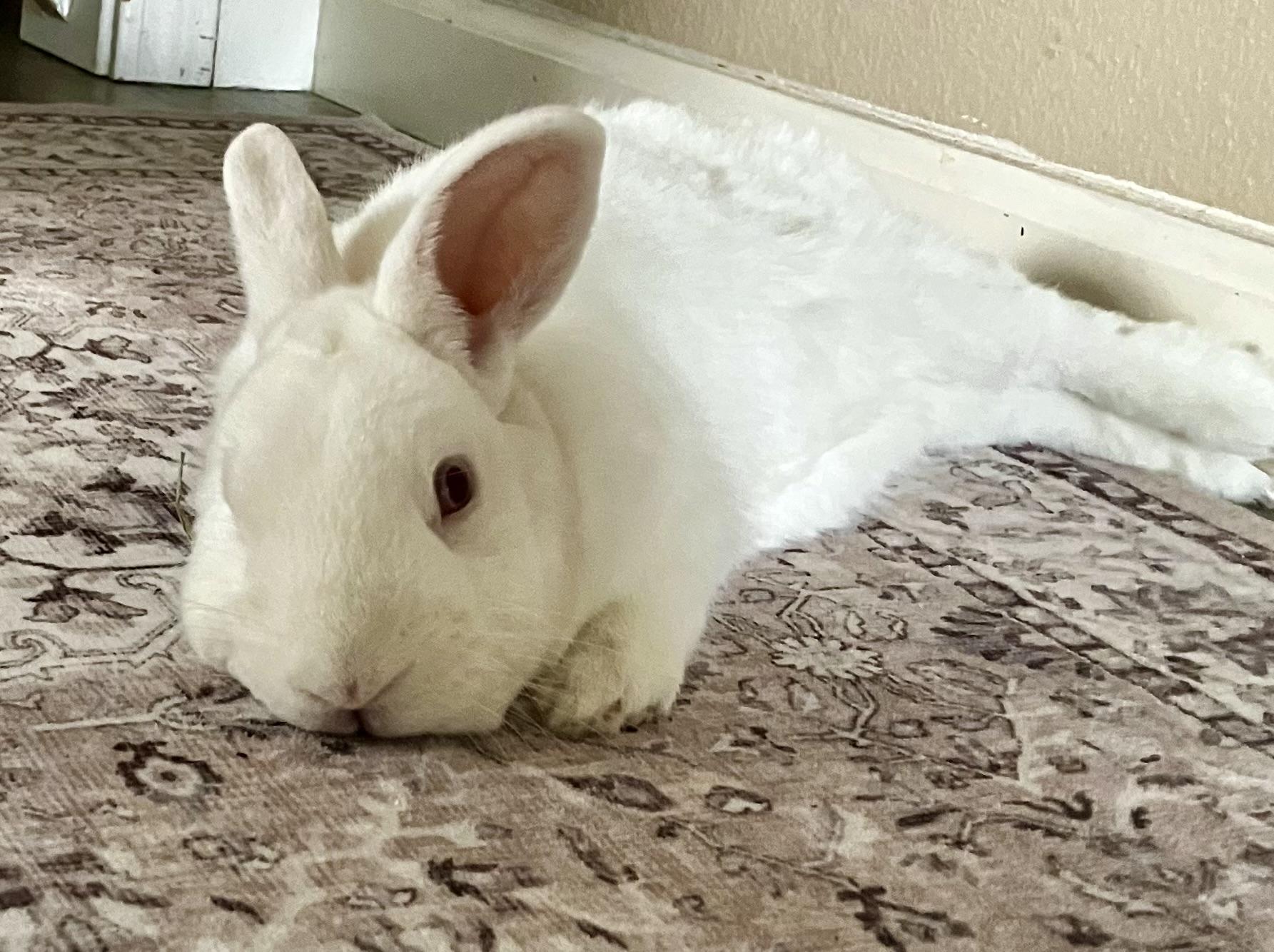 Wilber, Adoptable, Adult Male Bunny Rabbit.