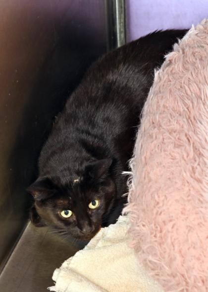 Enlarge Dustin (In a Foster Home), a Adoptable mixed breed in Baton Rouge, LA image 1/1