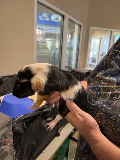 Enlarge Lancelot, a Adoptable Guinea Pig in North Richland Hills, TX image 1/2