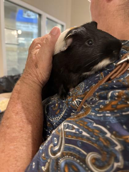 Enlarge Lancelot, a Adoptable Guinea Pig in North Richland Hills, TX image 2/2