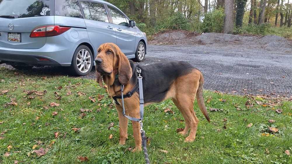 Enlarge Copper, a Adoptable mixed breed in Silver Spring, MD image 1/6