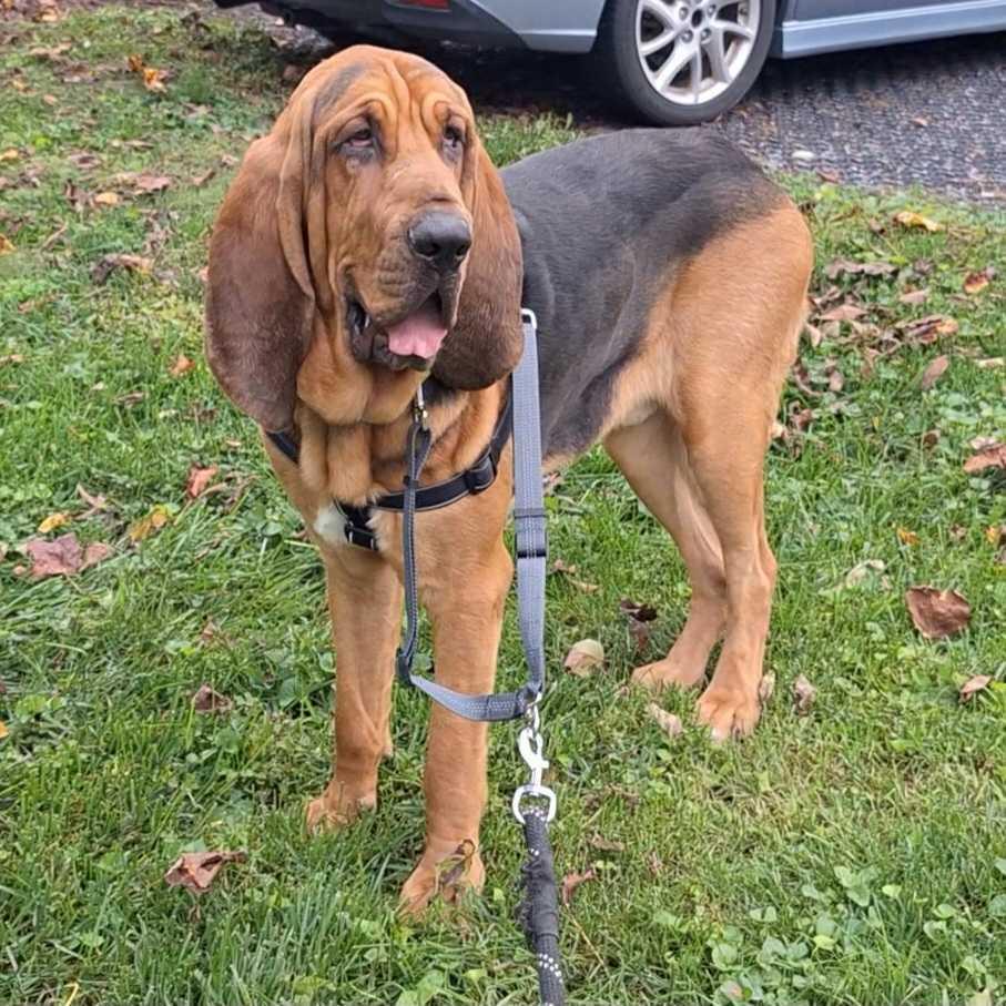Enlarge Copper, a Adoptable mixed breed in Silver Spring, MD image 2/6