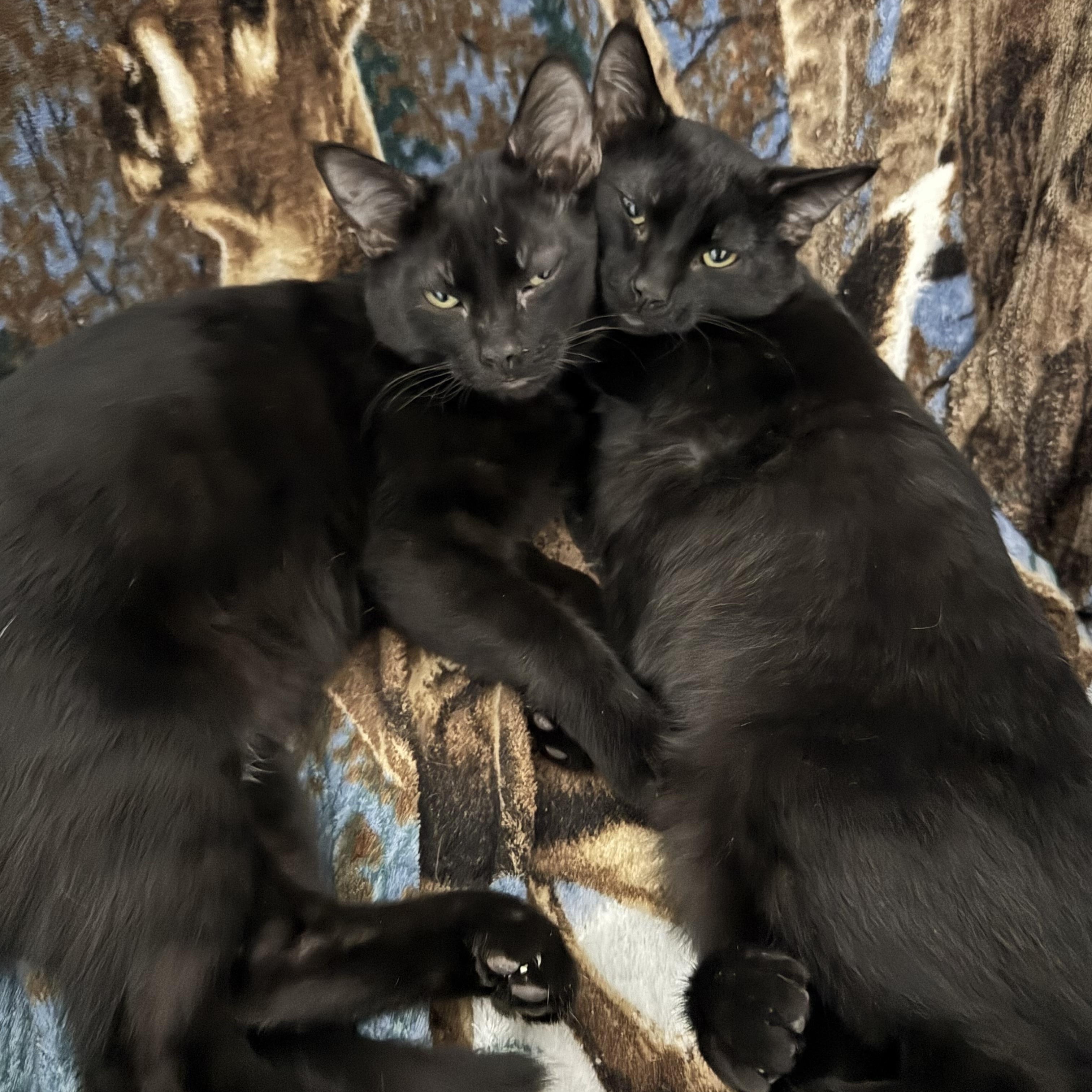 Mario and Luigi, ADOPTABLE, Kitten Male American Shorthair.