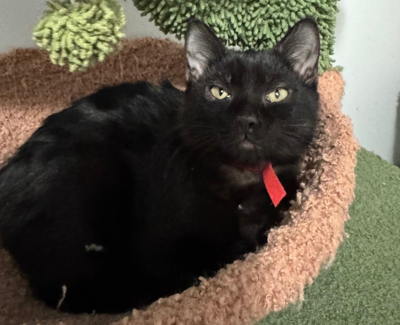 Enlarge Mario and Luigi, a ADOPTABLE American Shorthair in Wadsworth, IL image 4/5