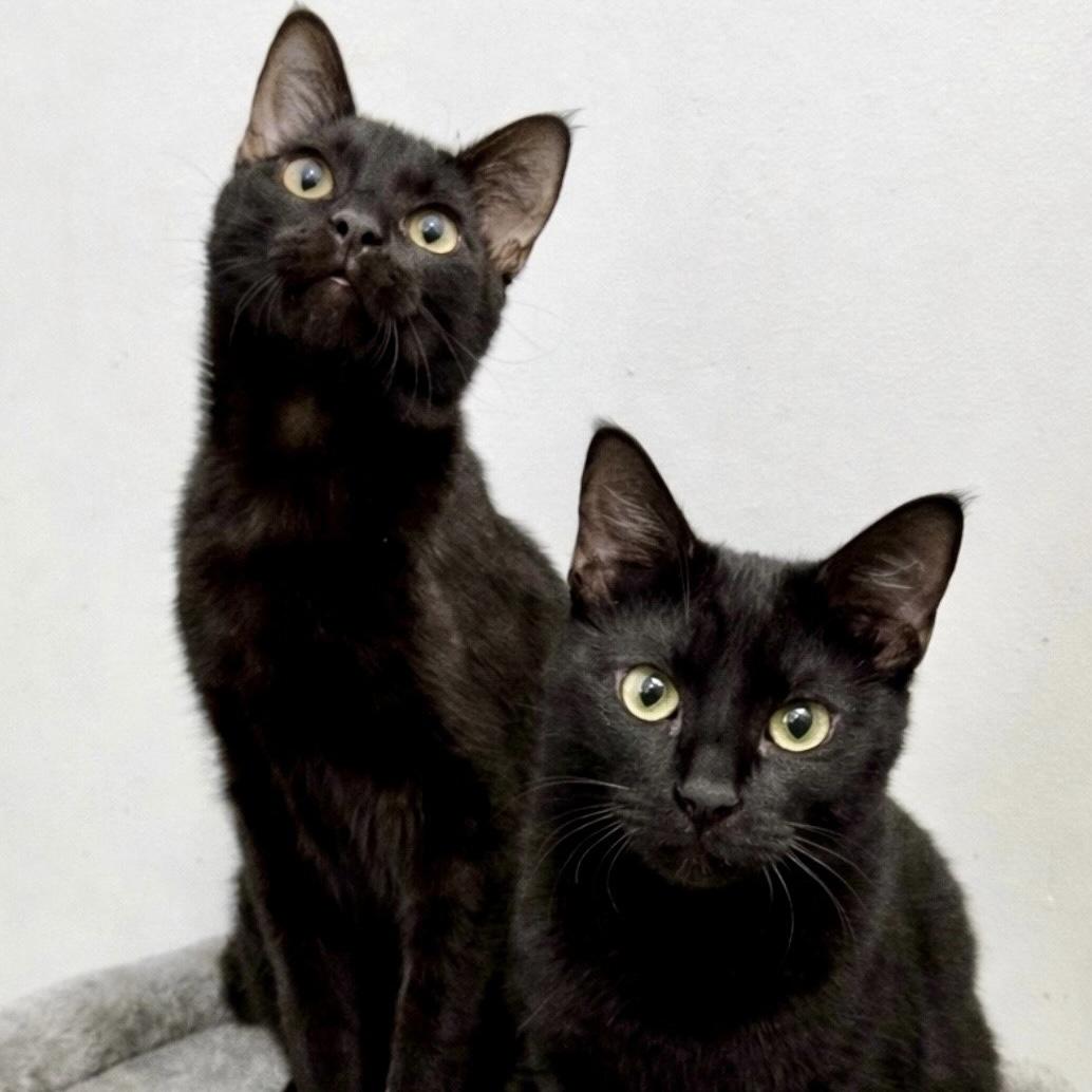 Mario and Luigi, ADOPTABLE, Kitten Male American Shorthair.