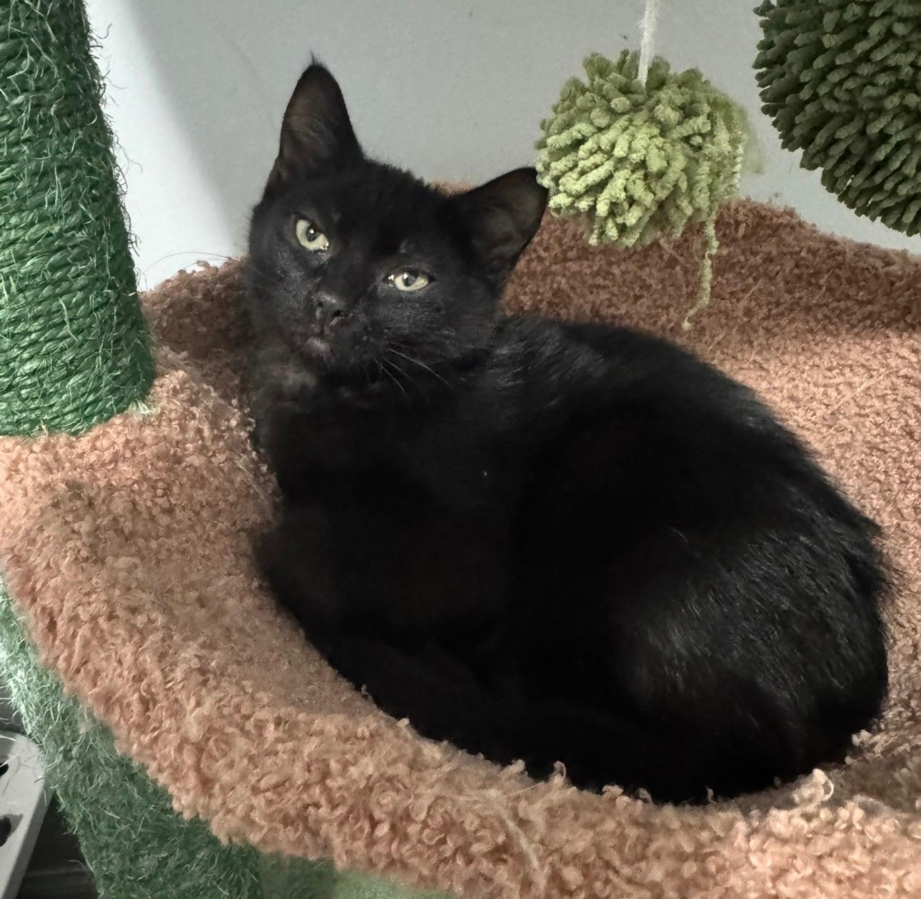 Enlarge Mario and Luigi, a ADOPTABLE American Shorthair in Wadsworth, IL image 2/5