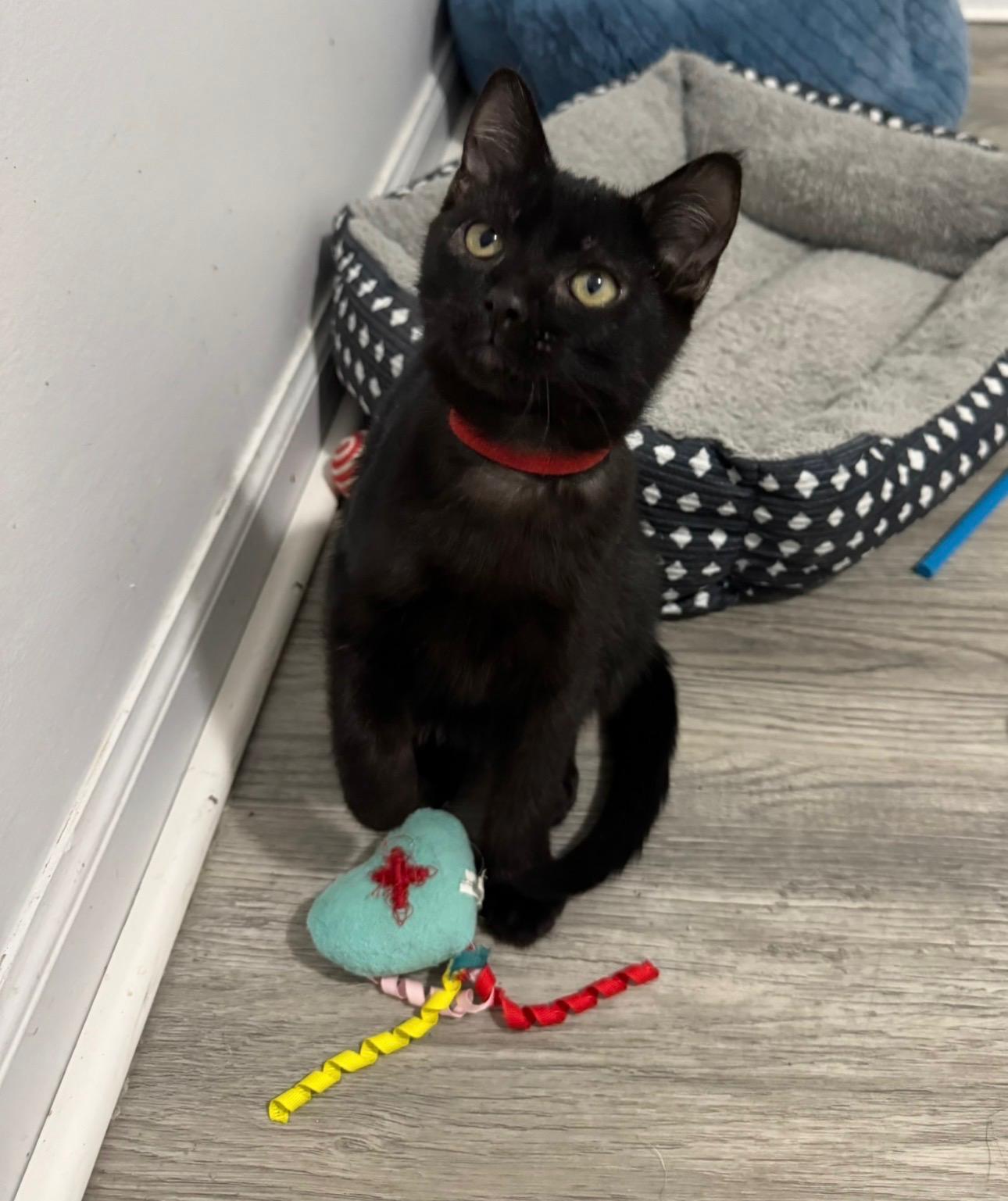 Enlarge Mario and Luigi, a ADOPTABLE American Shorthair in Wadsworth, IL image 3/5