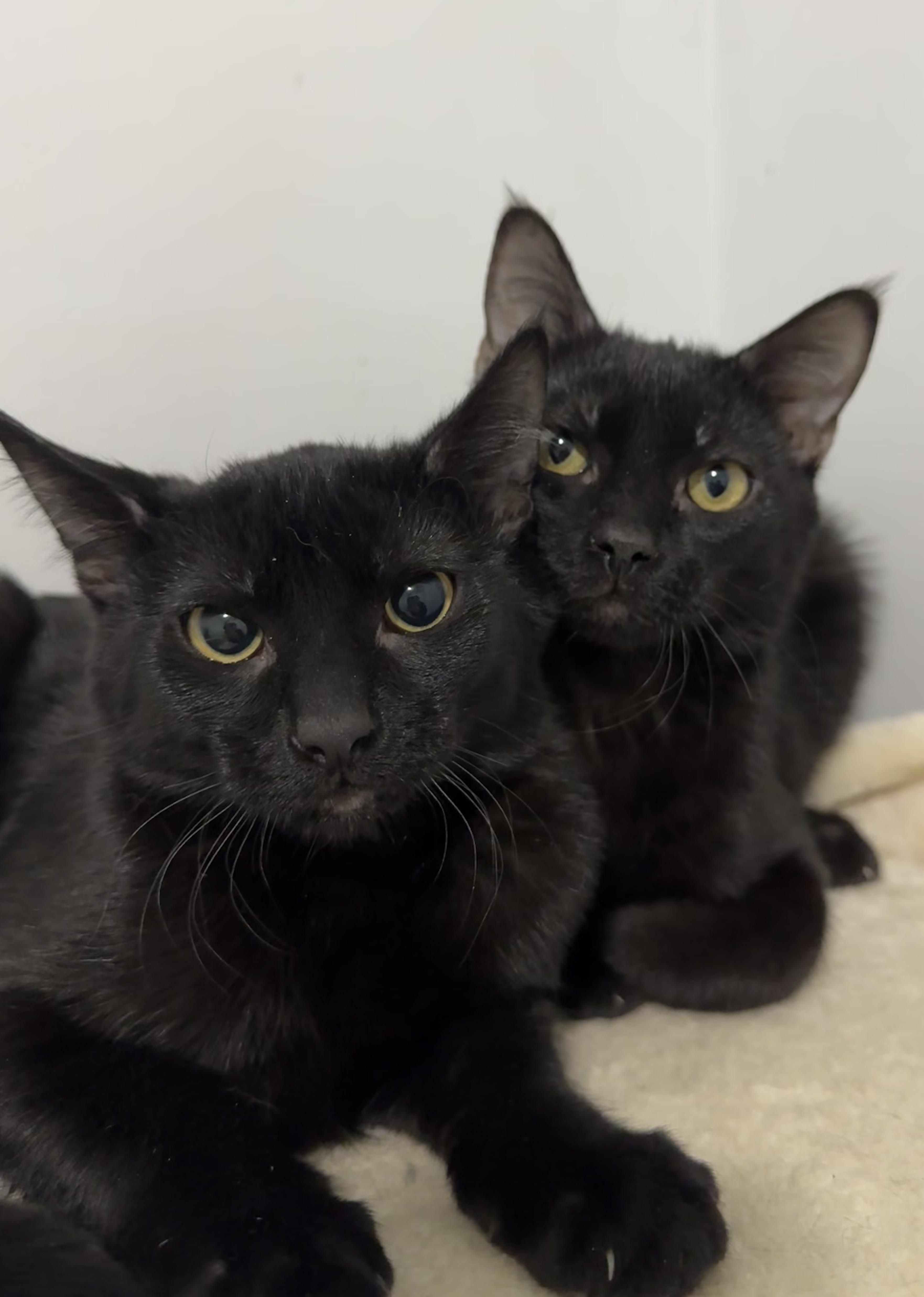 Enlarge Mario and Luigi, a ADOPTABLE American Shorthair in Wadsworth, IL image 2/6