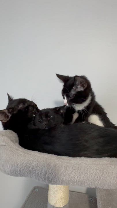 Enlarge Mario and Luigi, a ADOPTABLE American Shorthair in Wadsworth, IL video 5/5