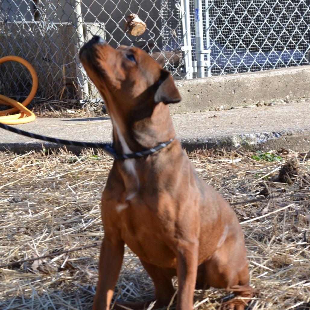 Ruffian, Adoptable, Puppy Male French Bulldog & Rottweiler.