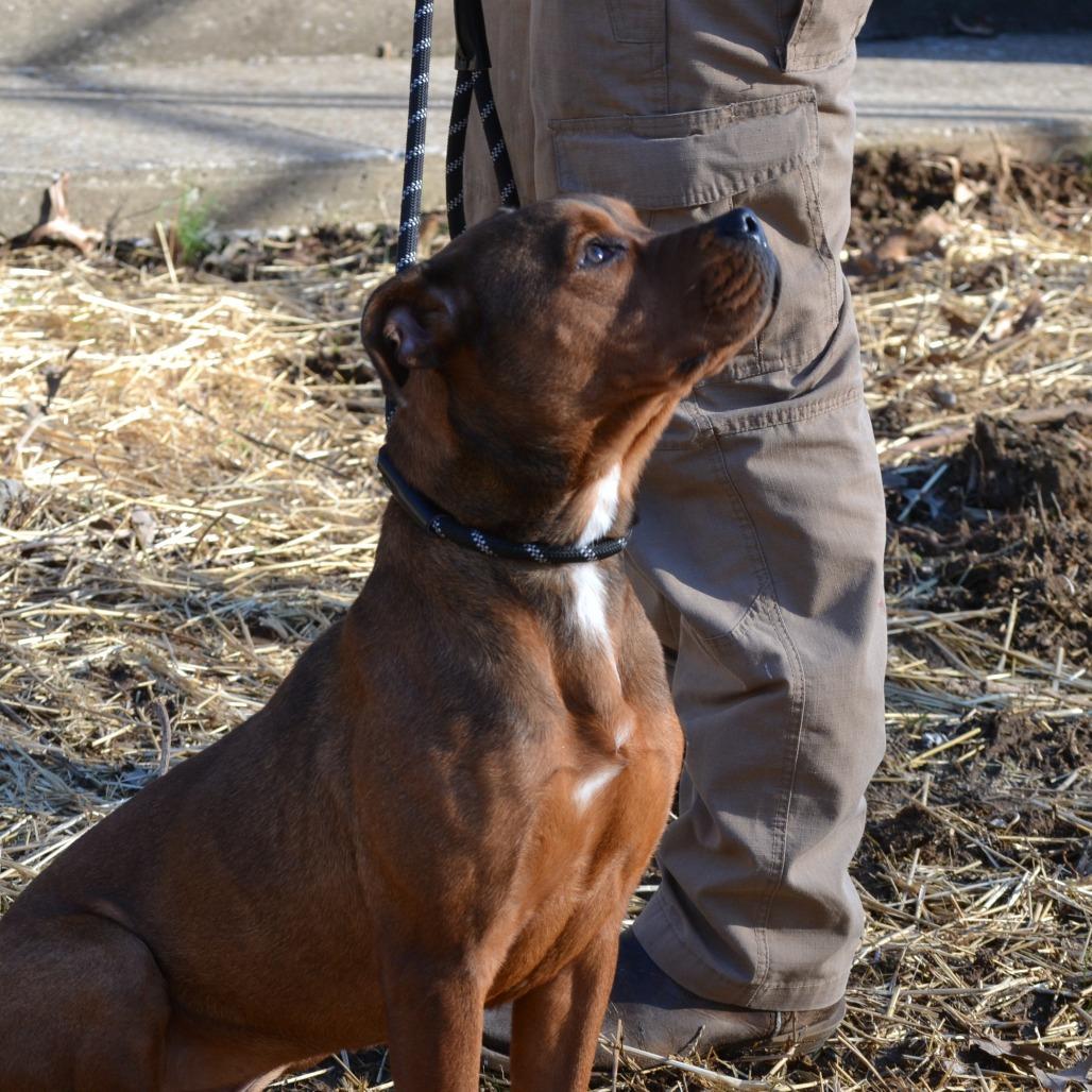 Ruffian, a Adoptable mixed breed in Madisonville, KY image 2/5