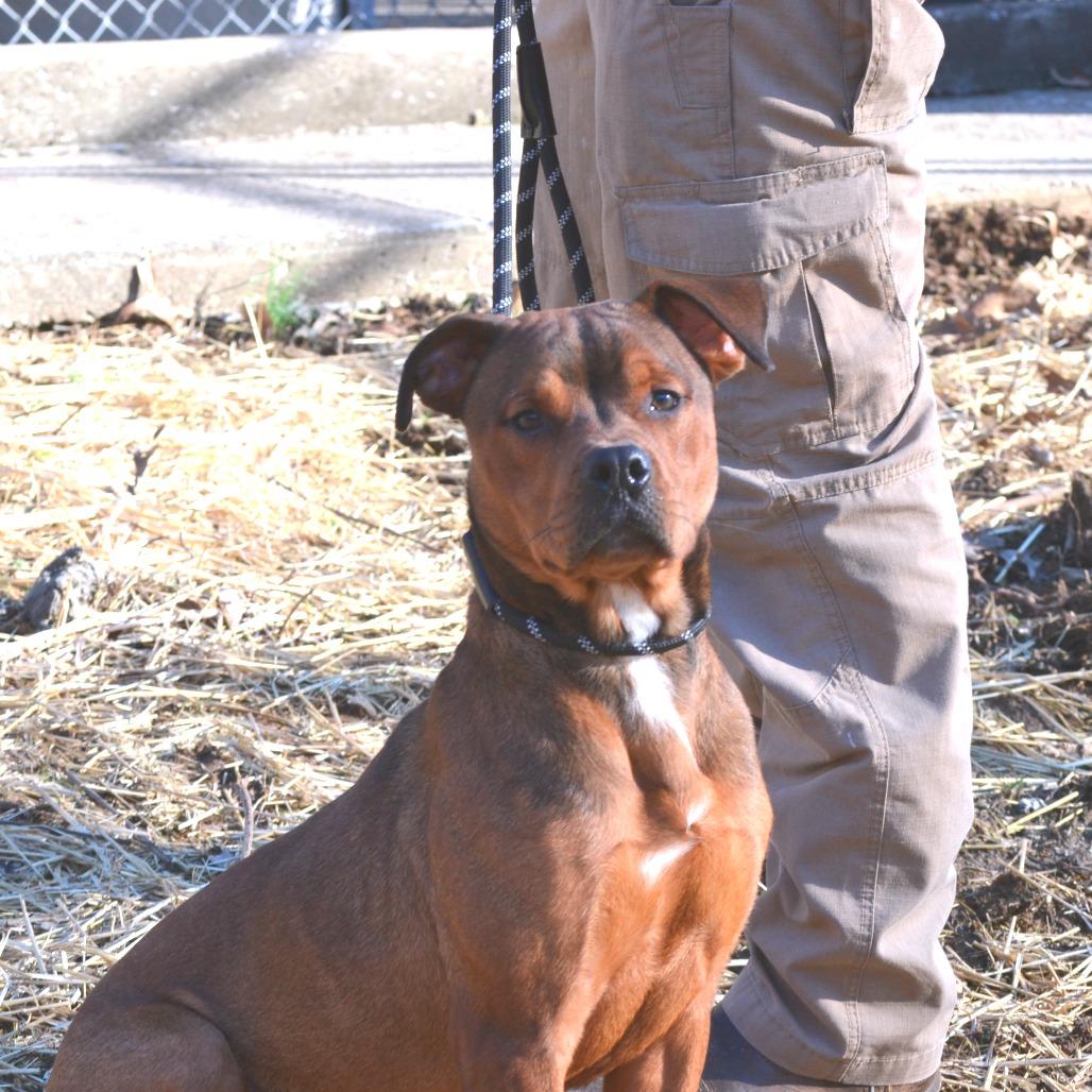 Ruffian, a Adoptable mixed breed in Madisonville, KY image 3/5