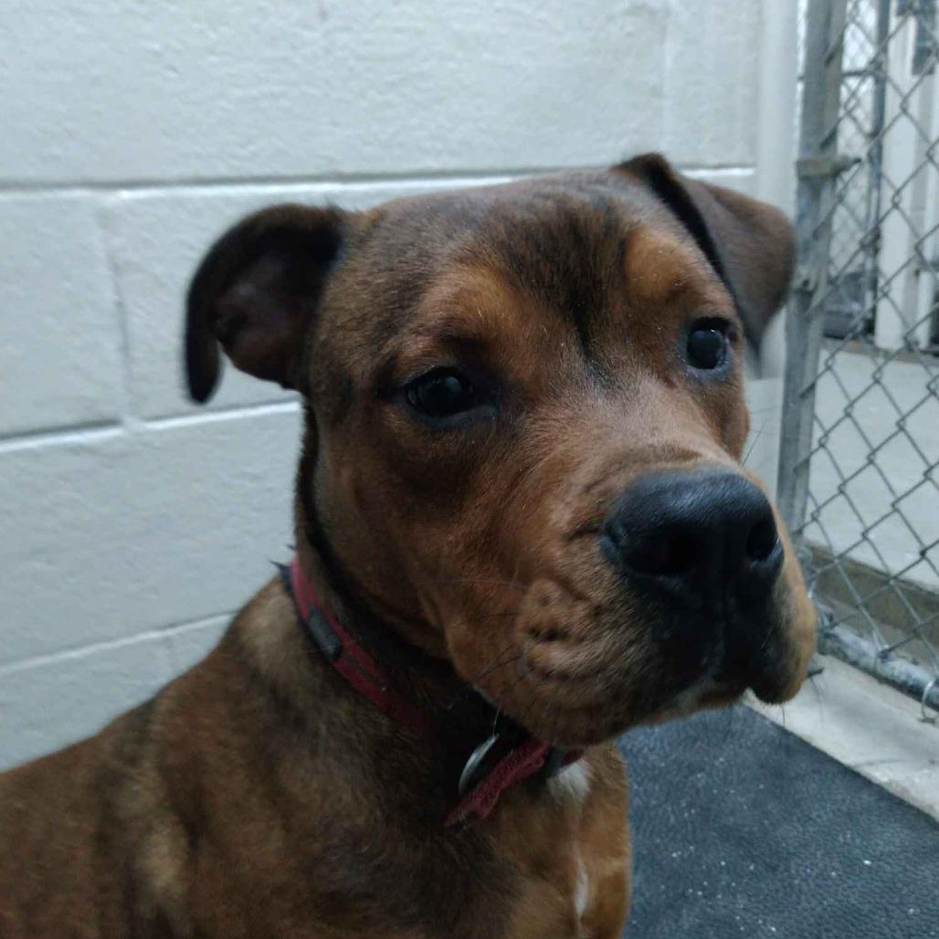 Ruffian, a Adoptable mixed breed in Madisonville, KY image 4/5
