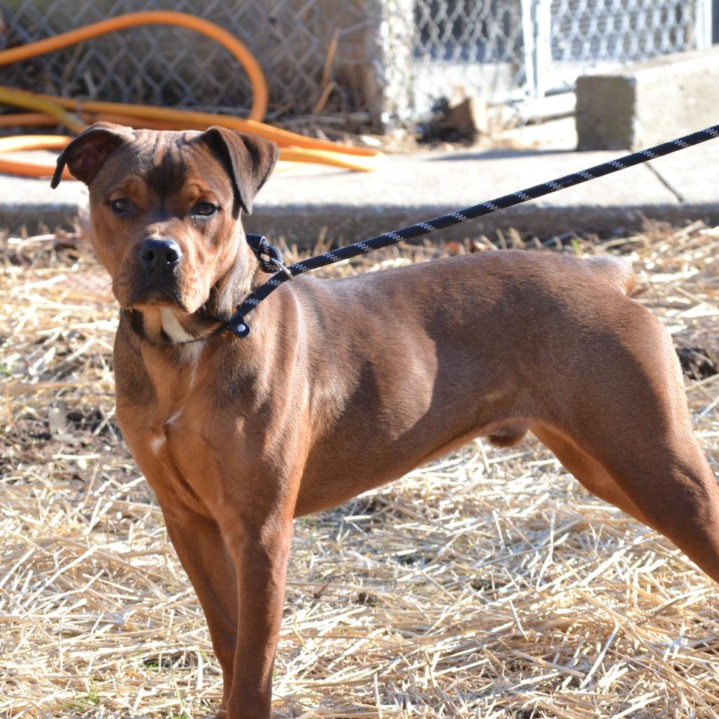 Ruffian, a Adoptable mixed breed in Madisonville, KY image 5/5