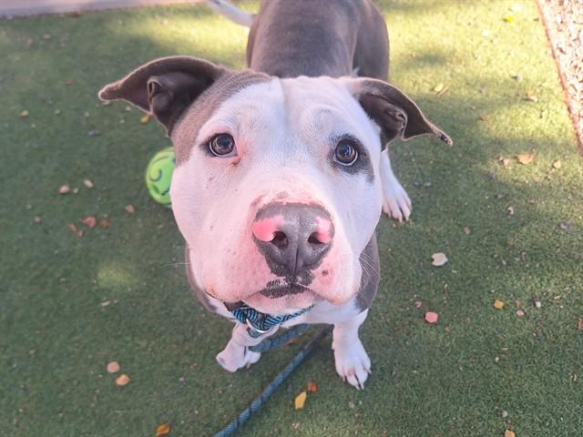Enlarge CHEDDAR, a Adoptable Pit Bull Terrier in Phoenix, AZ image 1/1