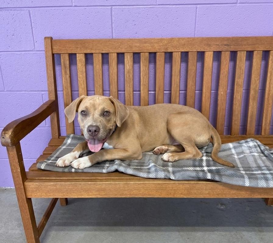 Enlarge **VANN**, a Adoptable mixed breed in North Prairie, WI image 2/2