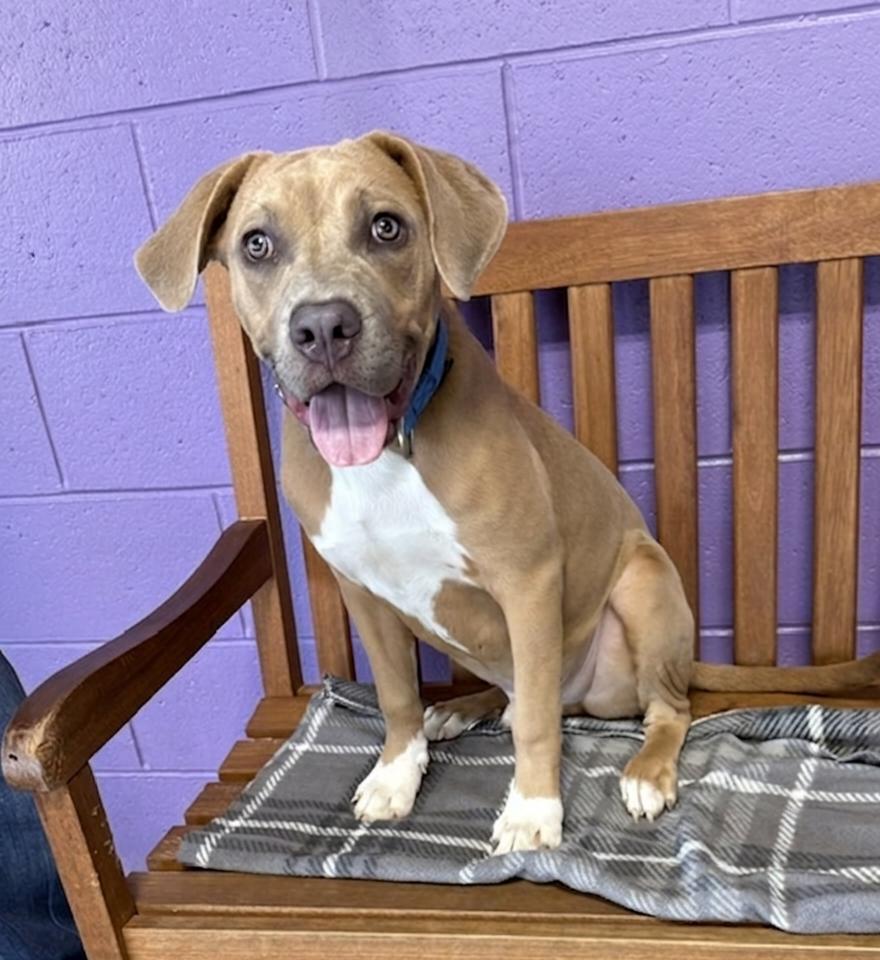 **VANN**, Adoptable, Young Male Weimaraner & Hound.