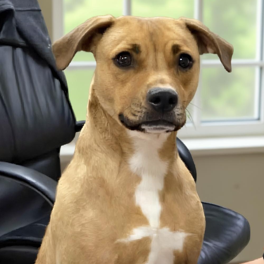 Tiny, an adoptable Chihuahua, American Staffordshire Terrier in Cheboygan, MI, 49721 | Photo Image 2