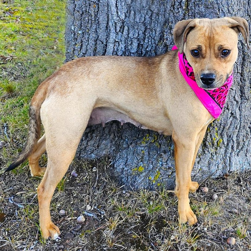 Tiny, an adoptable Chihuahua, American Staffordshire Terrier in Cheboygan, MI, 49721 | Photo Image 4