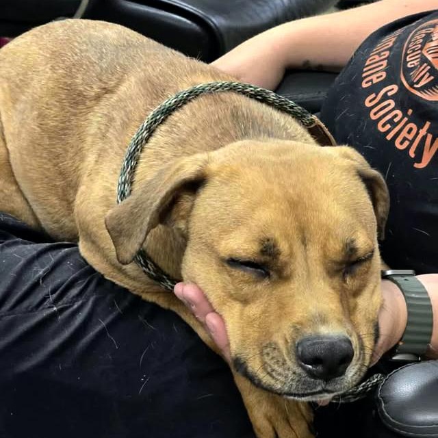 Tiny, an adoptable Chihuahua, American Staffordshire Terrier in Cheboygan, MI, 49721 | Photo Image 3