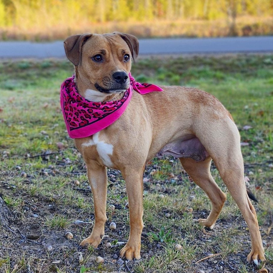 Tiny, an adoptable Chihuahua, American Staffordshire Terrier in Cheboygan, MI, 49721 | Photo Image 1