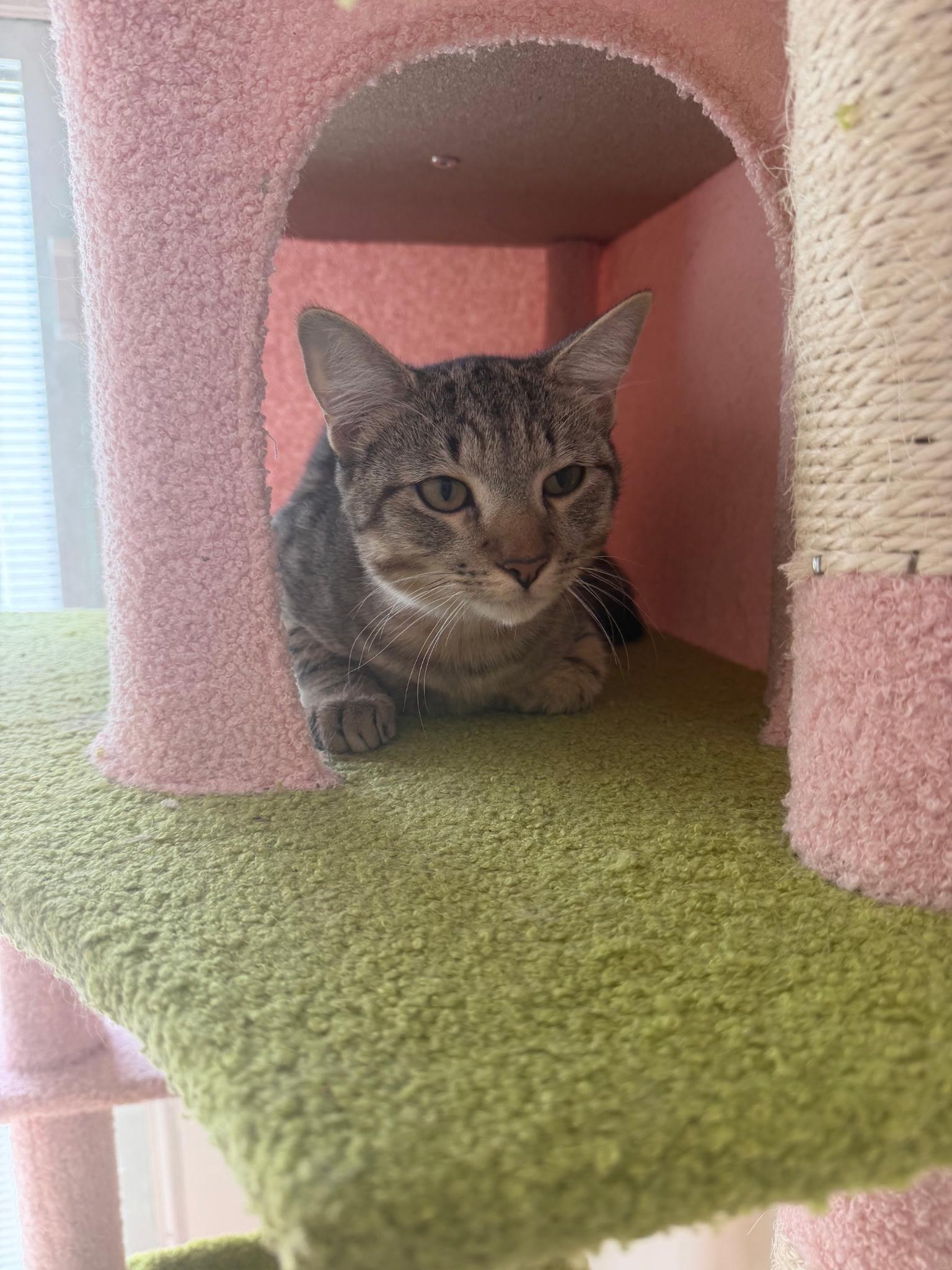 Whiskers, Adoptable, Young Male Tabby.