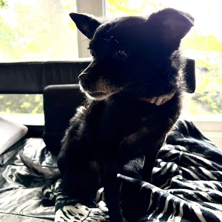 Enlarge Peppercornelia, a ADOPTABLE Schipperke in Des Moines, IA image 5/5